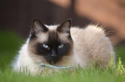 Siamese cat in grass