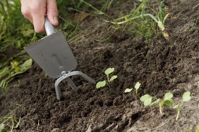 A gardener's hand using a weeder.
