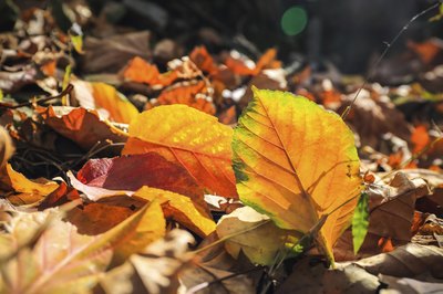 Close-up of pile of leaves