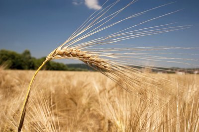 Try barley malt syrup.