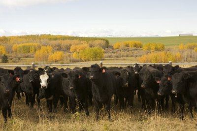 Herd of Black Angus cattle