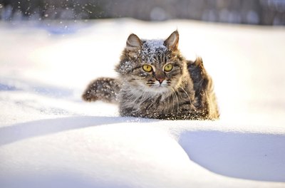 Animals experience grave danger during blizzards.