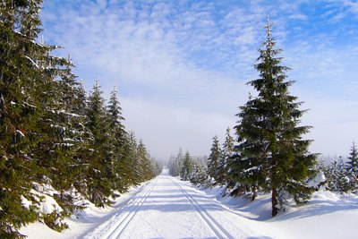 evergreens add year round greenery
