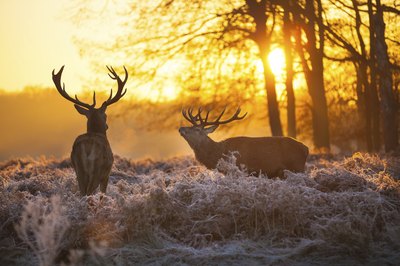 Red deer in the morning sun