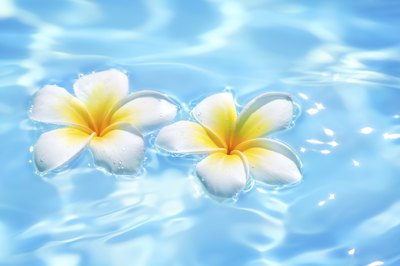 Two flowers floating on water.