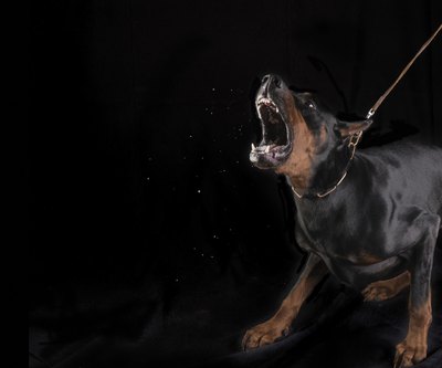 Aggressive dog.