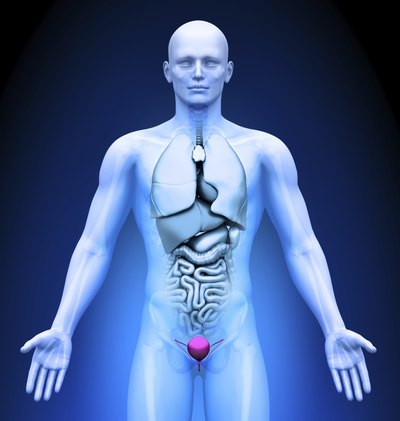 Medical imaging- bladder highlighted in red.