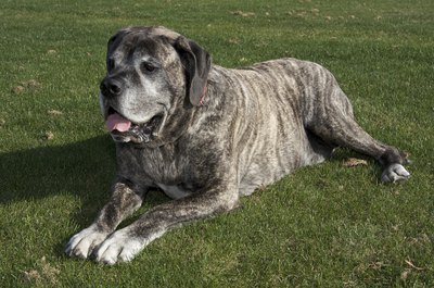 Mastiff dog lying on grass