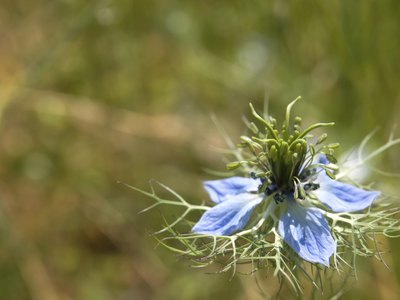 Flowering fennel