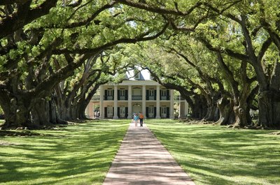 Southern live oak trees covering pathway
