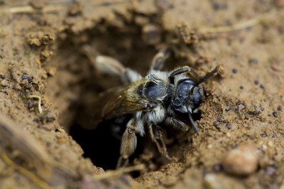 Burrowing bee coming out of hole