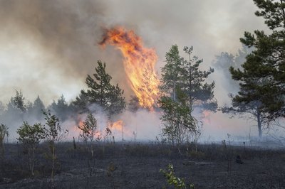 A pine forest burns during a wildfire in Latvia.