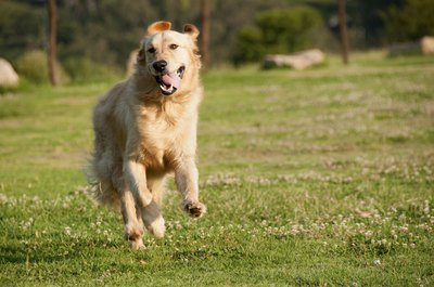 Yellow vomit is the color of a dogs bile.