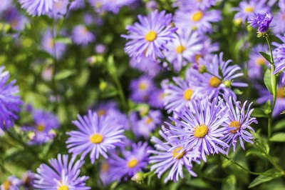 The purple blooms of a silky aster plant.