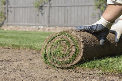 Unrolling new sod.