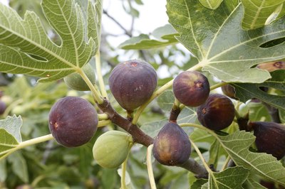 Fig tree.