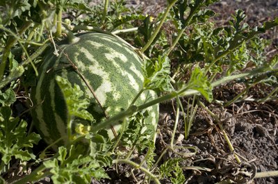 Check the vine around your watermelon.