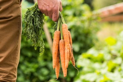 Close-up of hand holding carrots
