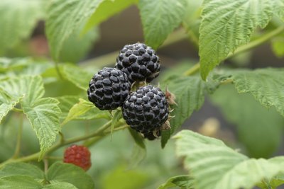 North American blackberries growing on a branch.
