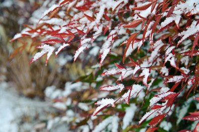Nandina in the snow.