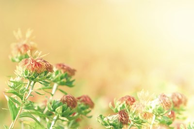 Safflowers in bloom.