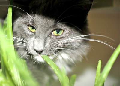 House plant and animals.