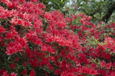 Red azaleas blooming on tree