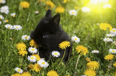 Baby rabbit eating flowers