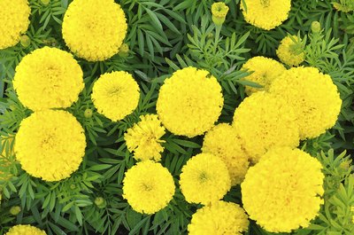 Marigolds growing in a garden.