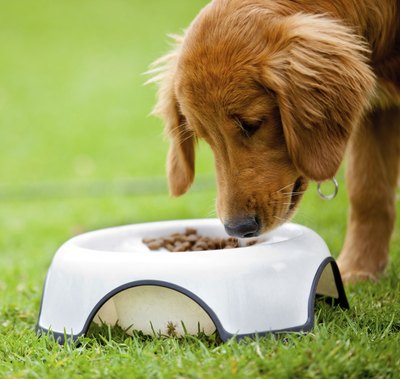 A young dog eats his dog food.