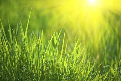 Photosynthesis occurs in plants wherever there is enough sunlight.