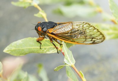Close-up of a cicada perched on a leaf
