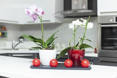 Two orchid plants on kitchen counter.