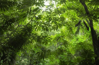 chimpanzees may search the forest for nuts, seeds, and tree bark to eat