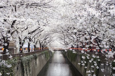 Japanese cherry trees in the spring.