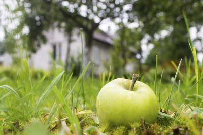 An apple in the grass near a house.