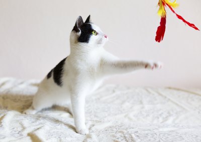 Cats play by stalking and hunting their toys.
