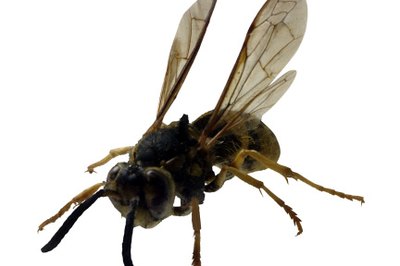 Garden Guides | Natural Yellow Jacket Repellent