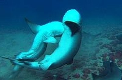 Shark Research Institute