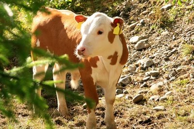Cute calf image by Inger Anne Hulbækdal from Fotolia.com