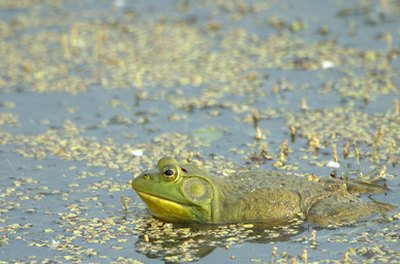 bullfrog (rana catesbeiana) image by Bruce MacQueen from Fotolia.com