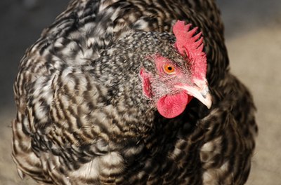 hen image by Zbigniew Nowak from Fotolia.com