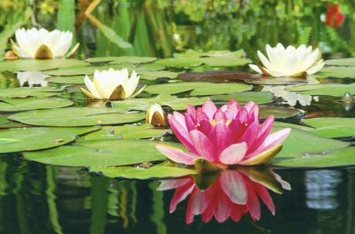Garden Guides | What Is Needed to Kill Lily Pads in Fish Ponds?