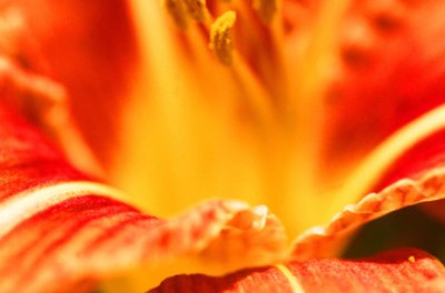 Garden Guides | Poisonous Daylilies