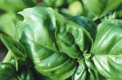 Characteristics of a Basil Plant Garden Guides