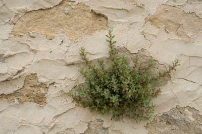 Garden Guides | Does Salt Water Kill Grass?