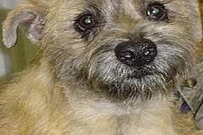 Photo Courtesy Cairn Rescue USA