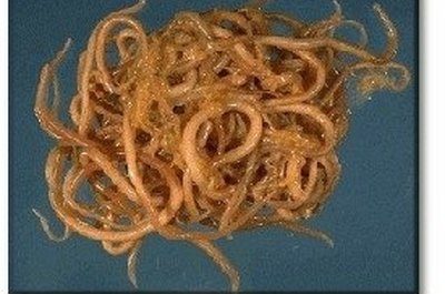 http://www.parasitecleanse.com