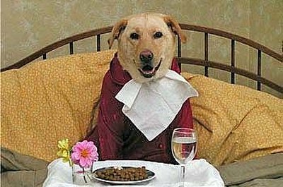 http://www.dogdoright.com/images/dogeatingbreakfastinbed.jpg