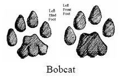 Animal Tracks Guide | Our Pastimes